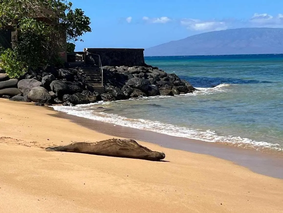 Papakea Resort E204 Kahana 미국